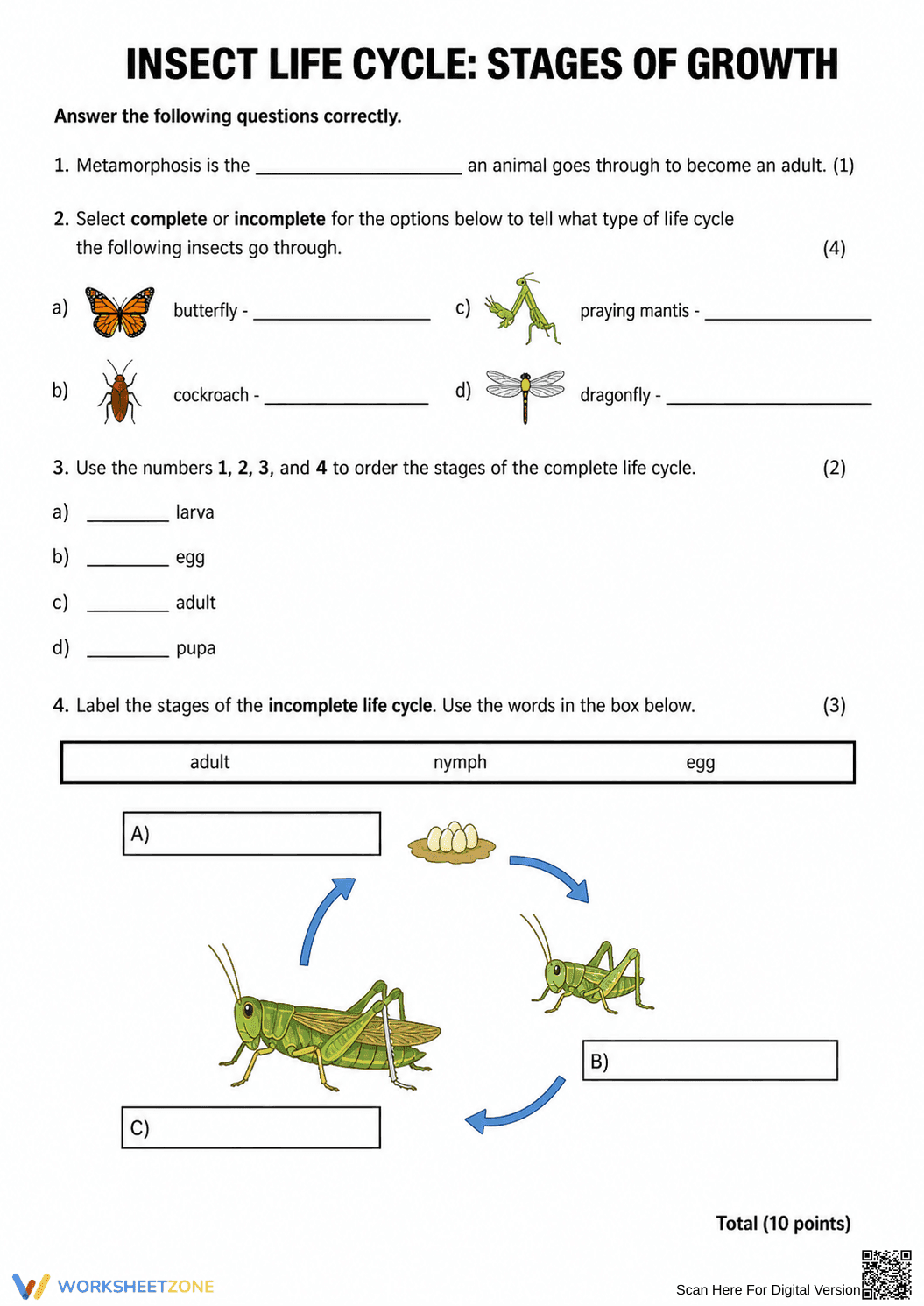 Printable Insect Life Cycle Worksheet | Grade 3 Science - Page 1