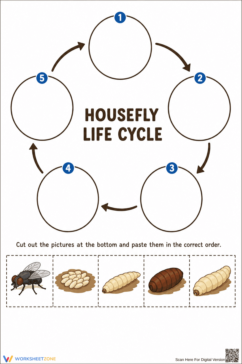 Housefly Life Cycle Worksheet | Grade 3 Essential - Page 1