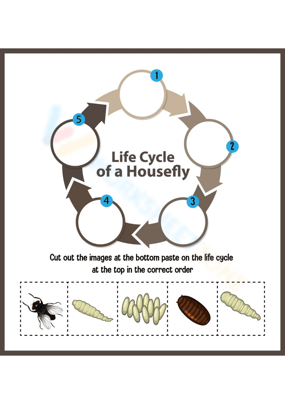 Housefly Life Cycle Worksheet - Page 1