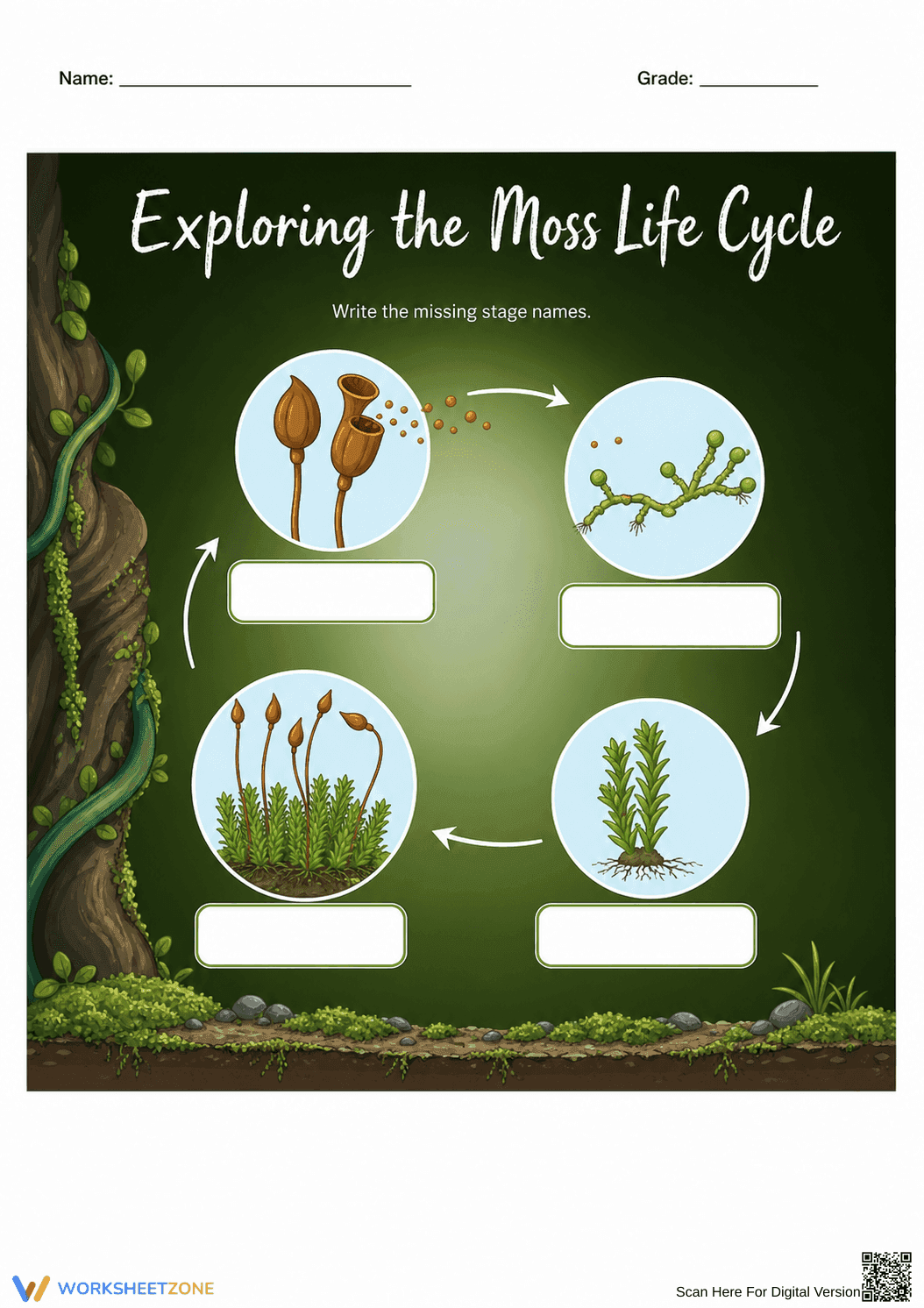 Grade 3 Moss Life Cycle — Printable No-Prep Worksheet - Page 1