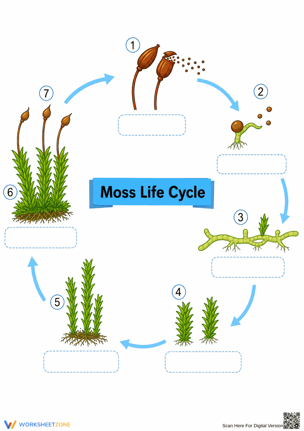 Grade 3 Moss Life Cycle — Printable No-Prep Worksheet - Page 1