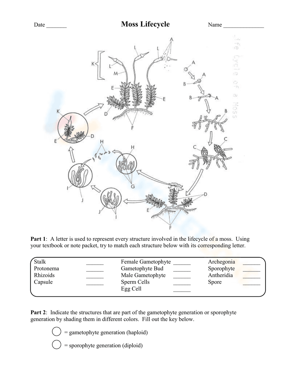 The Moss Life Cycle: A Closer Look - Page 1