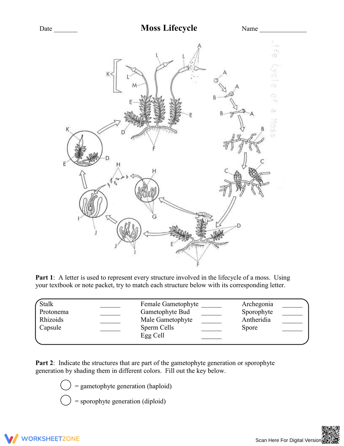 The Moss Life Cycle: A Closer Look - Page 1