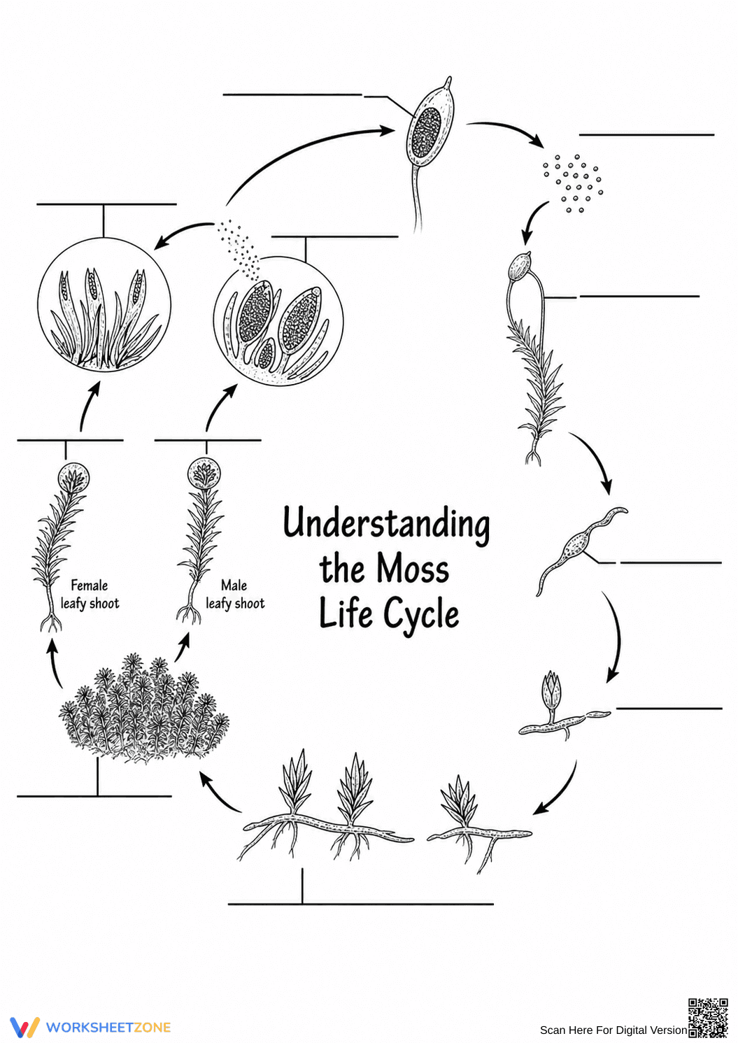 Grade 7 Moss Life Cycle — Printable No-Prep Worksheet - Page 1
