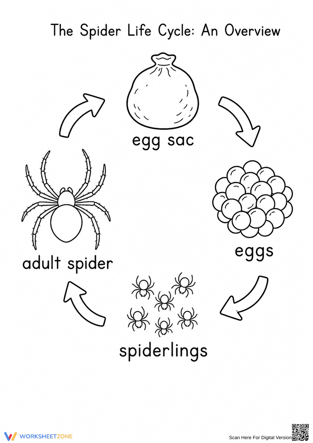 Spider Life Cycle Worksheet | Grade 3 Essential - Page 1