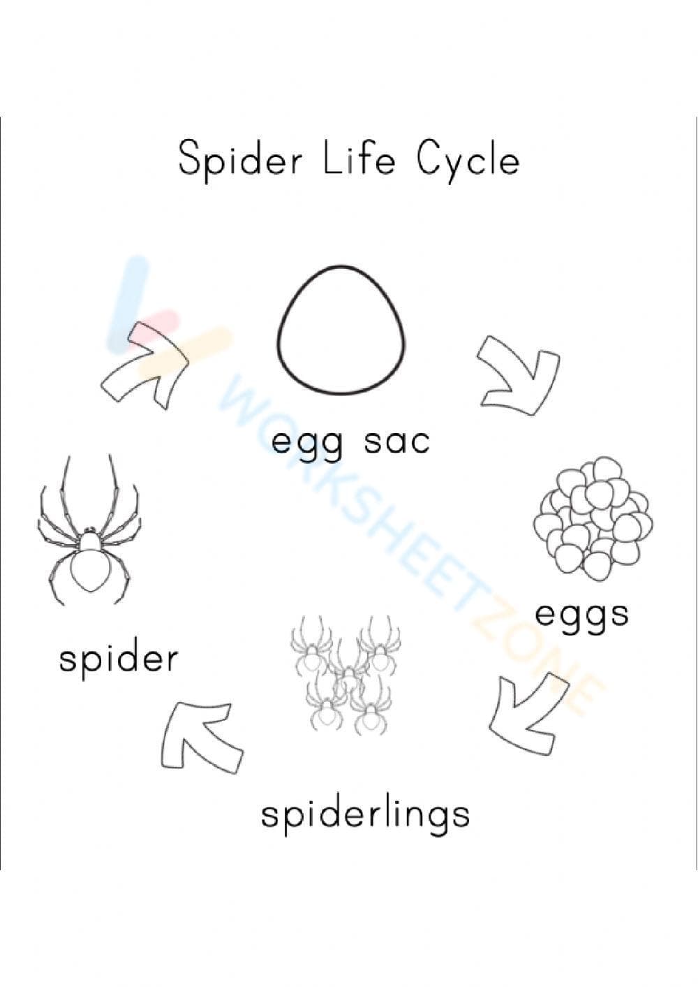 The Spider Life Cycle: An Overview - Page 1