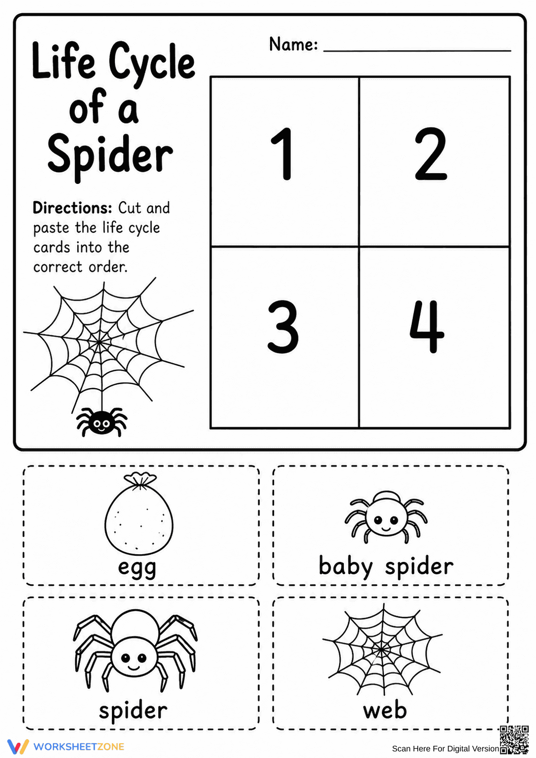 Spider Life Cycle Worksheet | Grade 3 Printable - Page 1