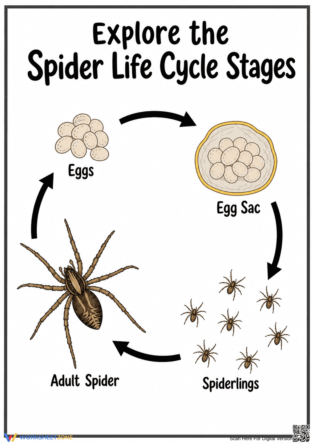 Spider Life Cycle Diagram | Grade 3 Essential Worksheet - Page 1