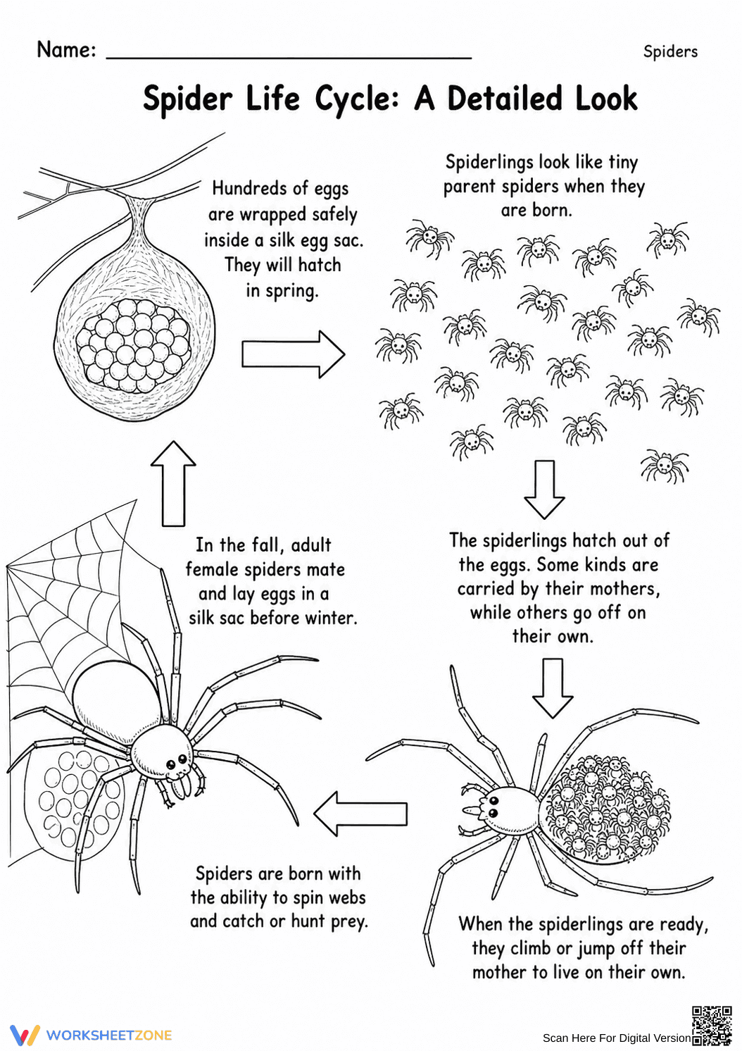 Spider Life Cycle Printable Worksheet | Grade 3 Science - Page 1