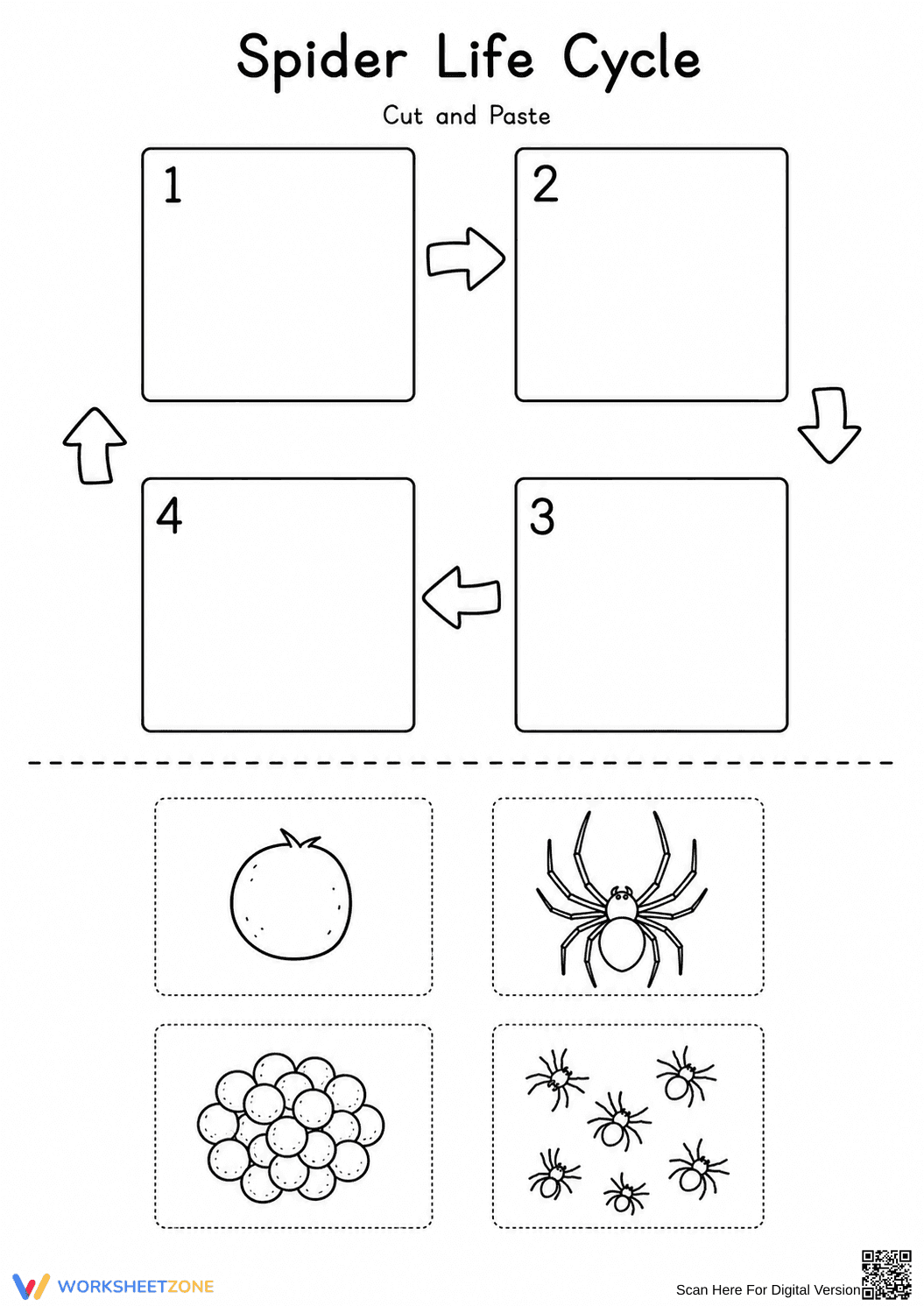 Spider Life Cycle Worksheet | Grade 3 Essential - Page 1