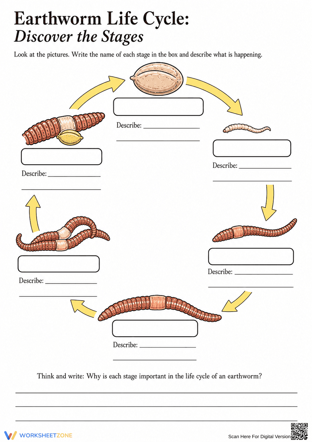 Earthworm Life Cycle Printable Worksheet | Grade 3 Science - Page 1