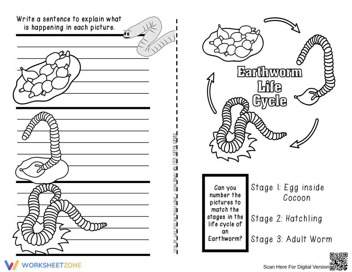 Earthworm Life Cycle Worksheet: Learn the Stages - Page 1
