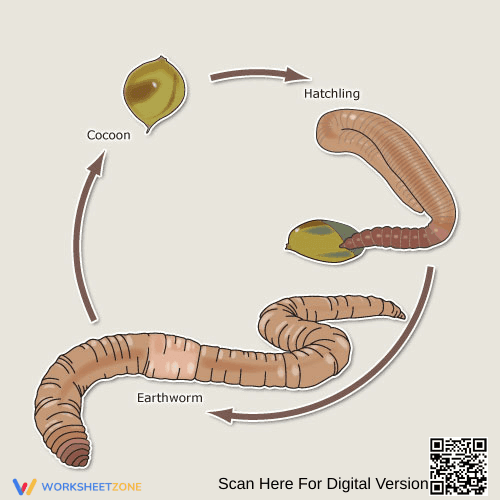 Earthworm Life Cycle: Detailed Worksheet for Kids - Page 1