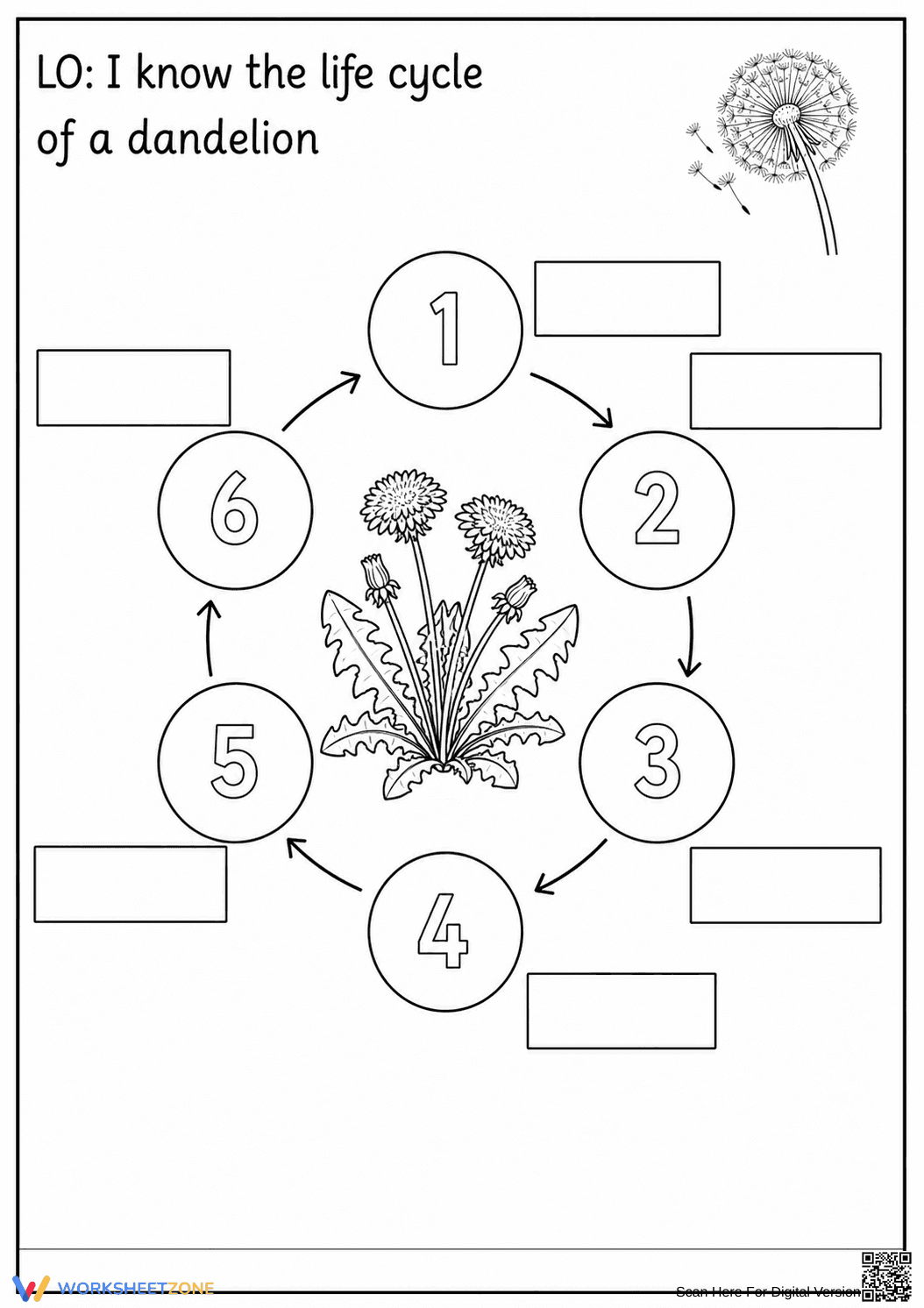 Dandelion Life Cycle Worksheet | Grade 3 Essential - Page 1