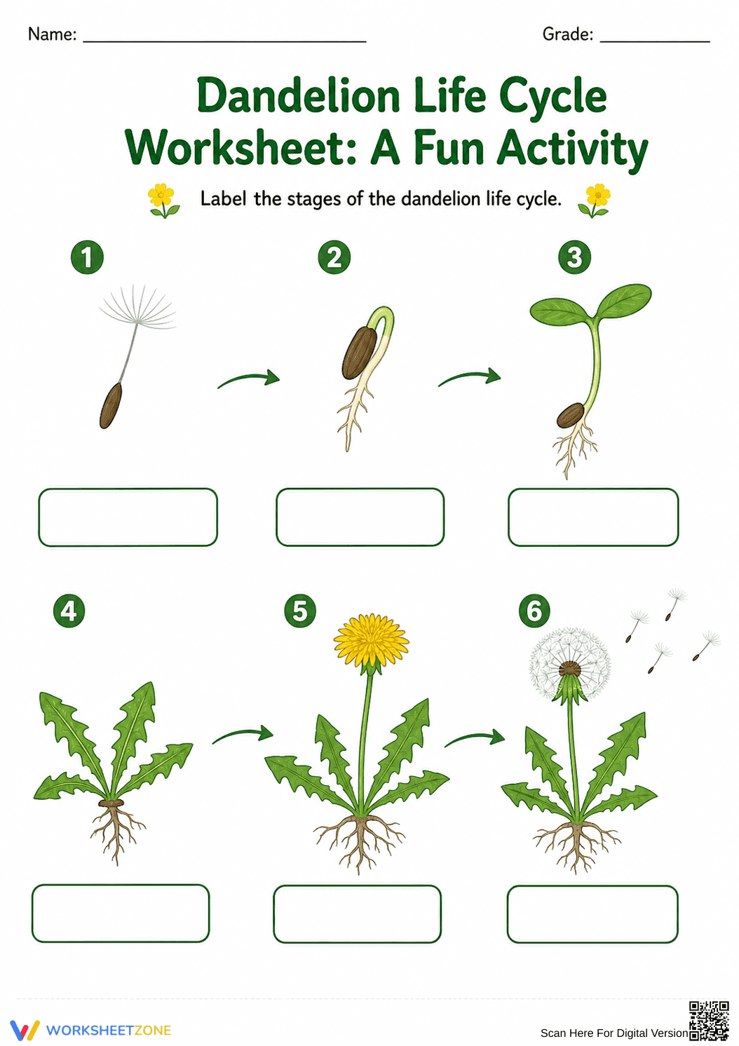 Printable Dandelion Life Cycle Worksheet | Grade 3 Science - Page 1