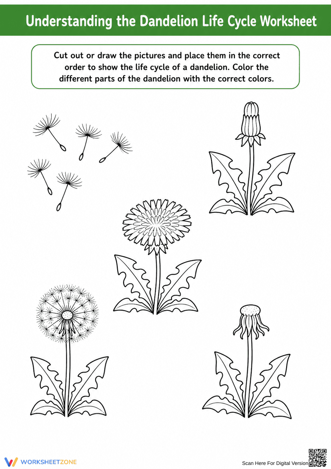 Grade 3 Dandelion Life Cycle — Printable No-Prep Worksheet - Page 1