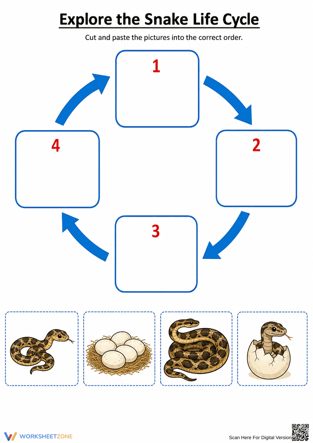 Snake Life Cycle Worksheet | Grade 3 Printable - Page 1