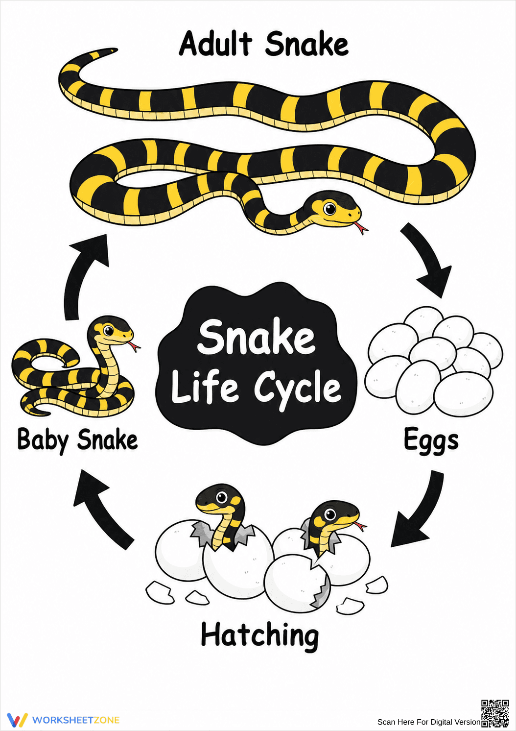 Grade 3 Snake Life Cycle — Printable No-Prep Worksheet - Page 1