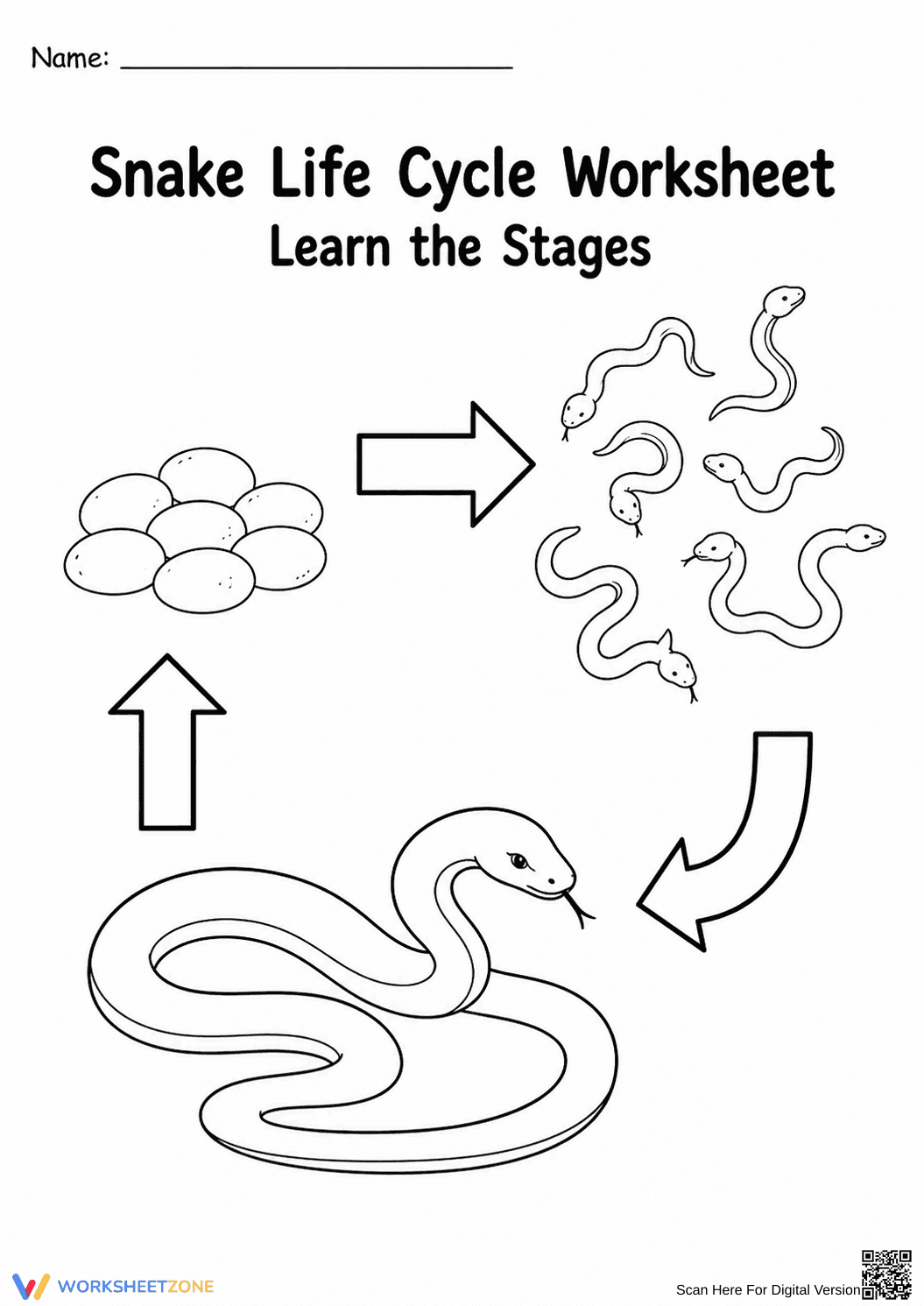 Snake Life Cycle Worksheet | Grade 3 Printable - Page 1