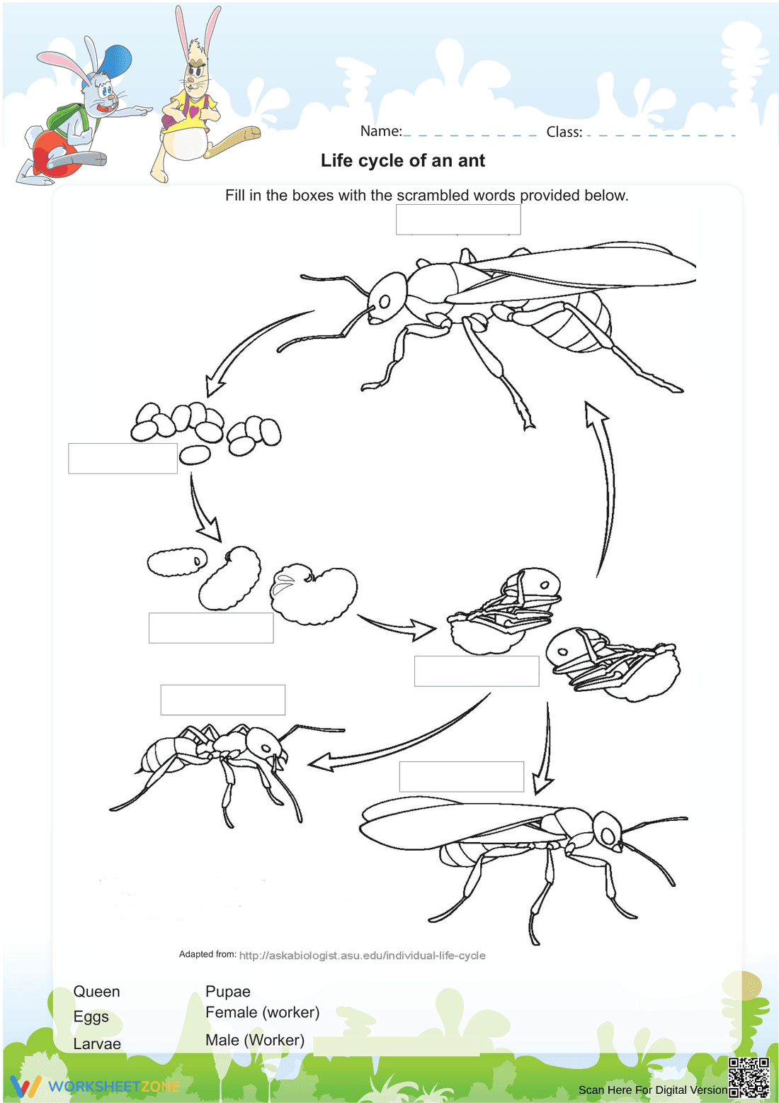 Life Cycle of an Ant Worksheet | Grade 2 Essential - Page 1