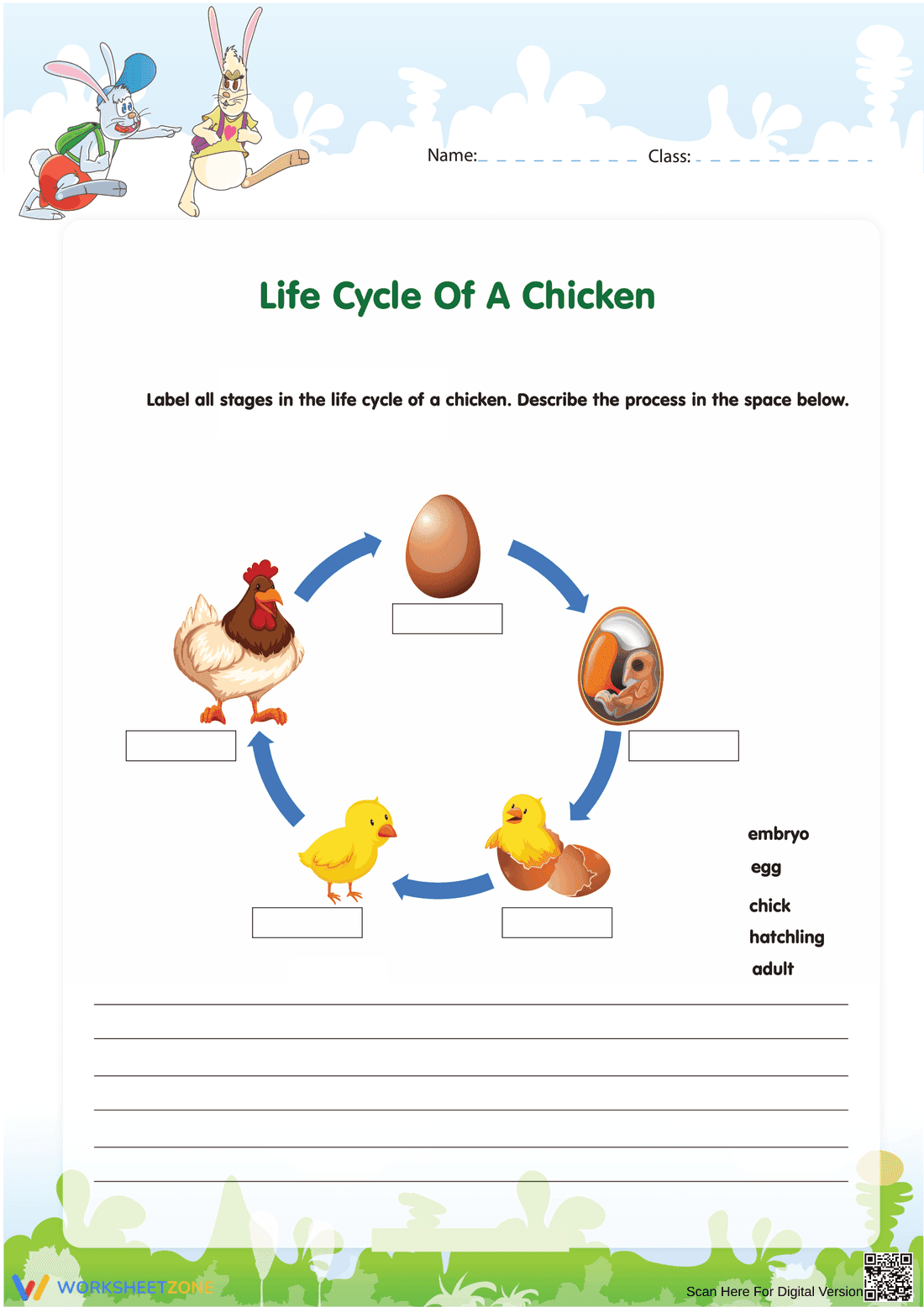Chicken Life Cycle: Discover the Stages - Page 1