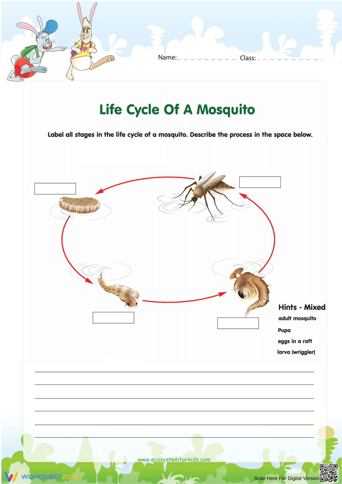 Mosquito Life Cycle: An Educational Resource - Page 1