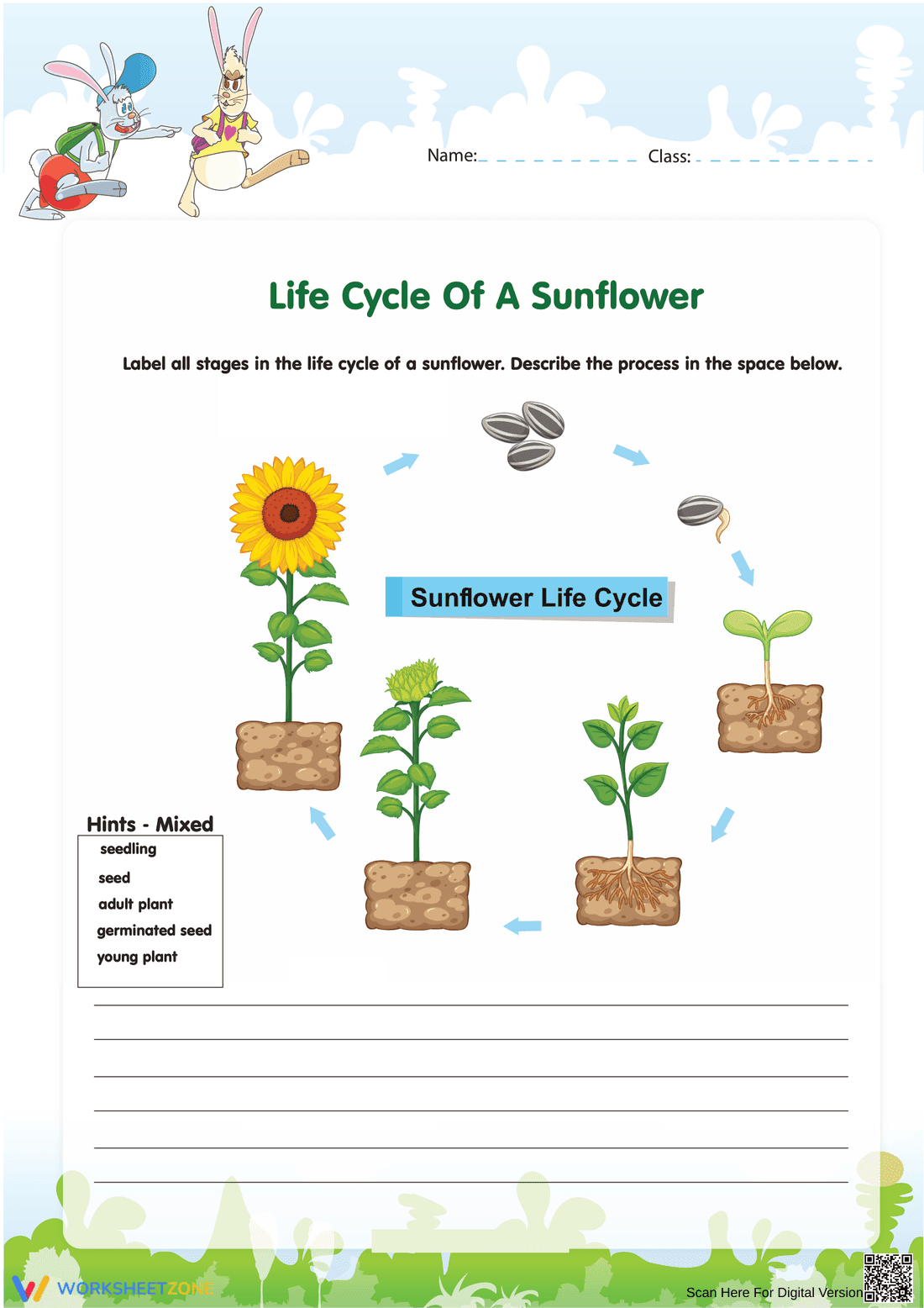 Sunflower Life Cycle: Detailed Worksheet - Page 1