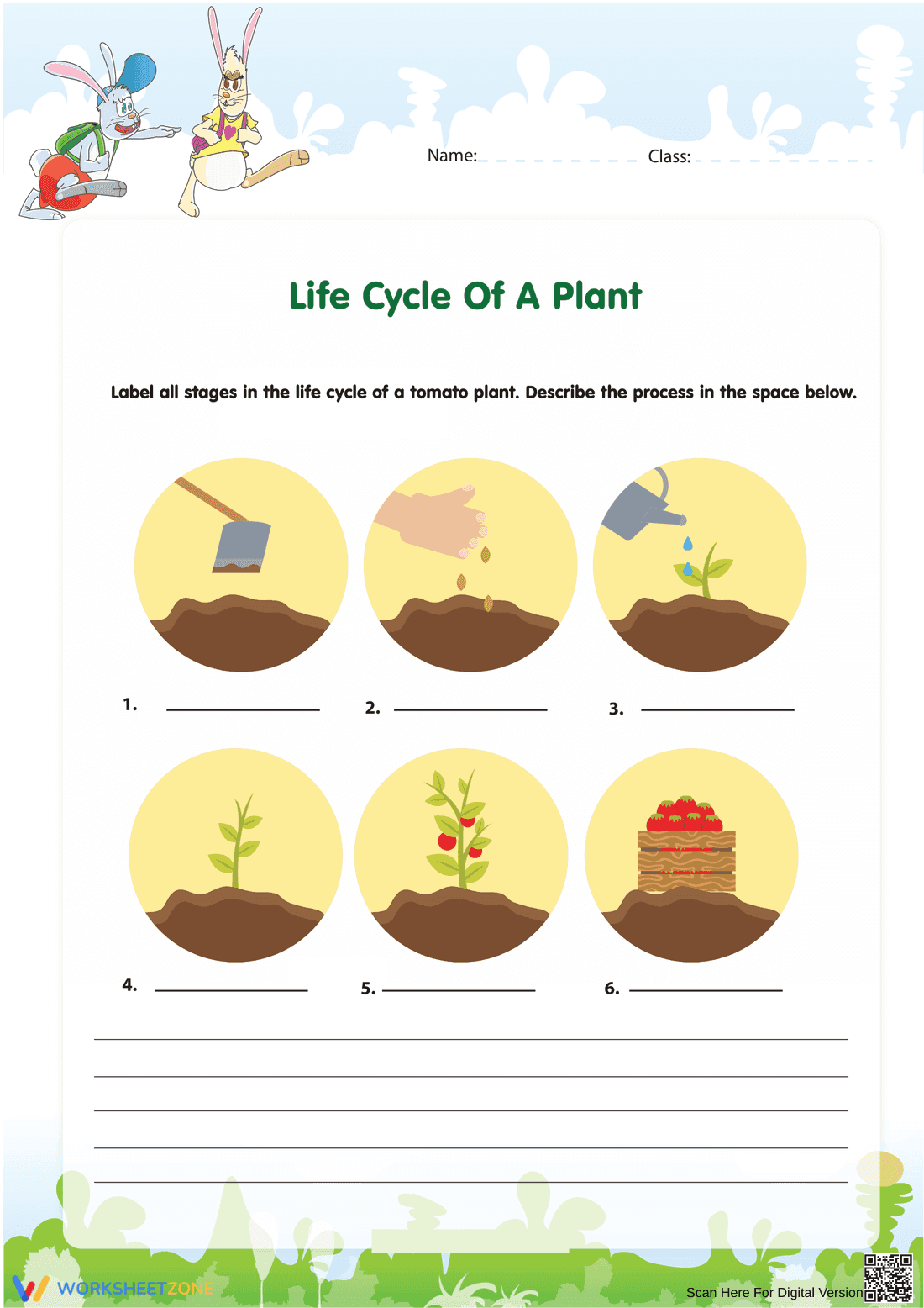 Explore the Plant Life Cycle with This Worksheet - Page 1