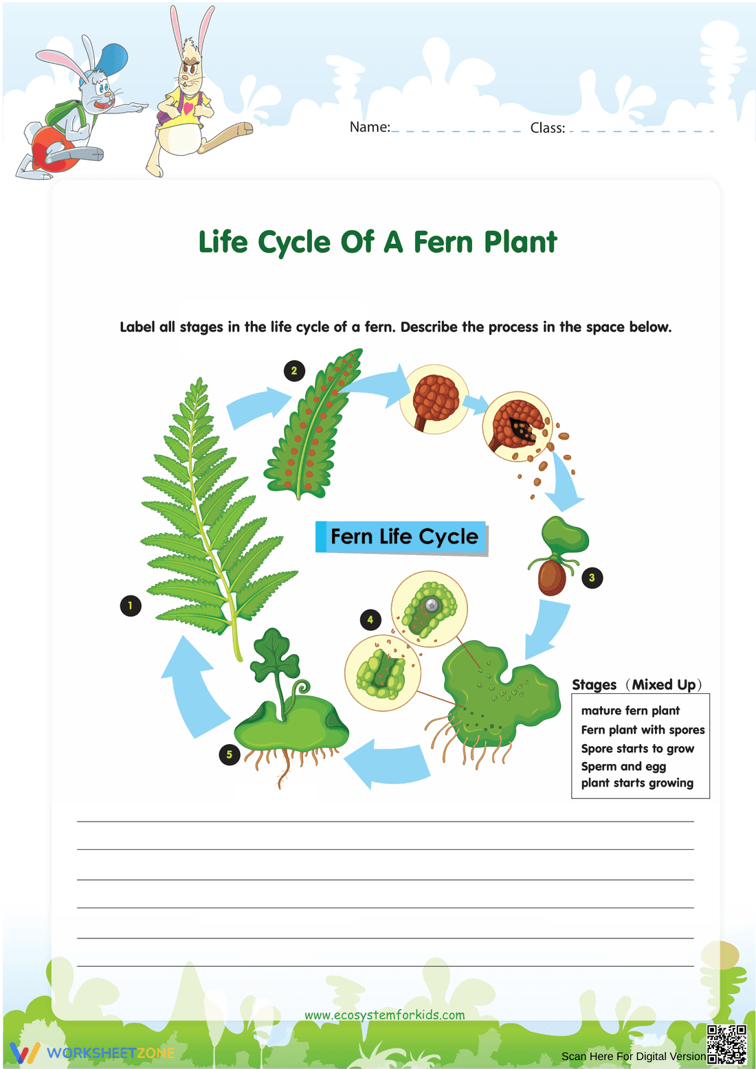Fern Life Cycle: Learn and Explore - Page 1
