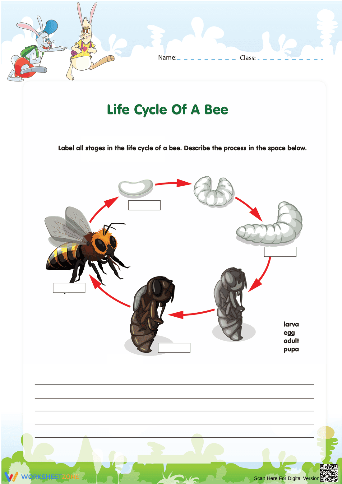 Understanding the Bee Life Cycle with This Worksheet - Page 1