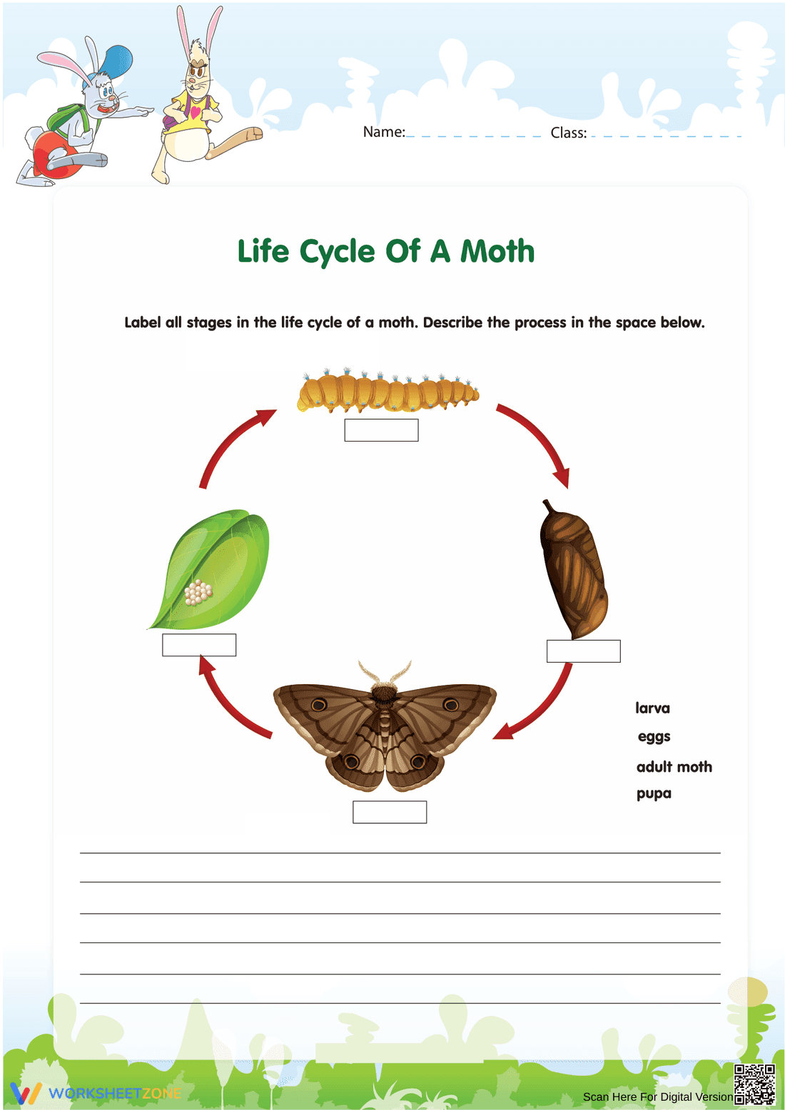 Explore the Moth Life Cycle Worksheet - Page 1