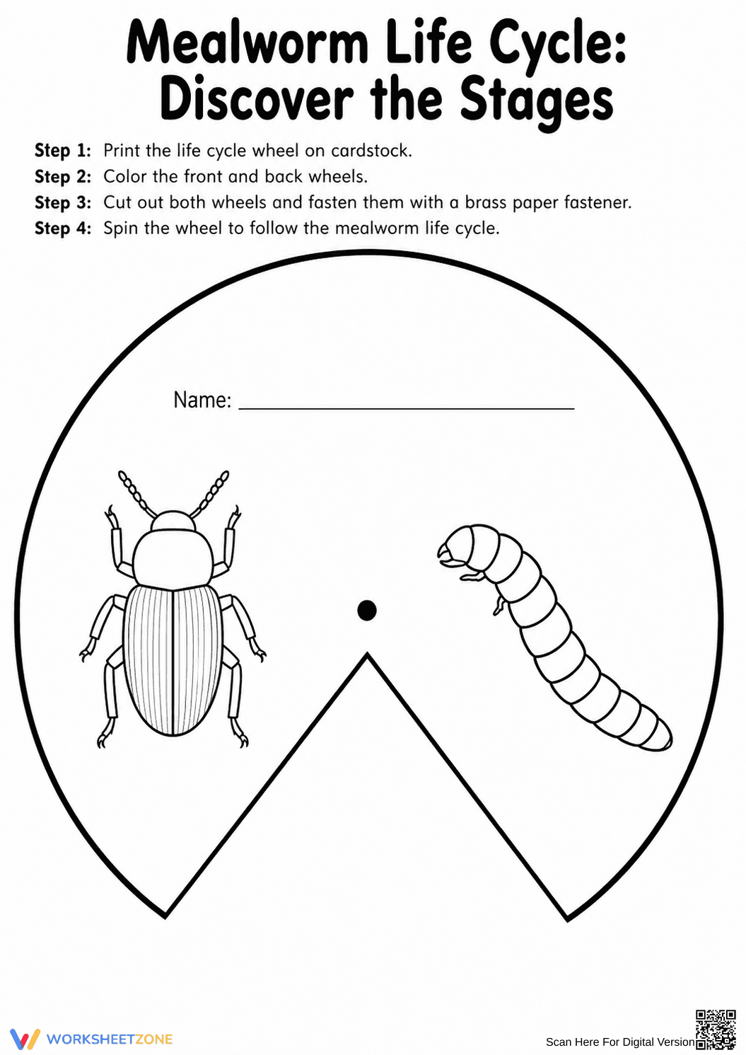 Mealworm Life Cycle Wheel | Essential Grade 3 Science - Page 1