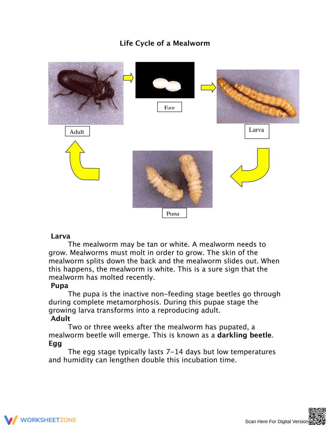 Mealworm Life Cycle Worksheet: Learn the Stages - Page 1