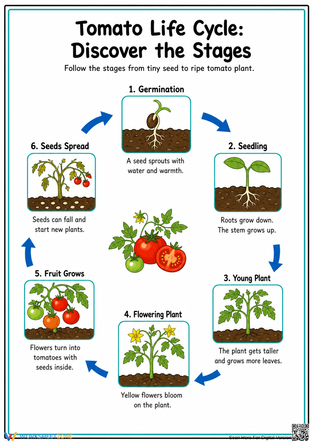 Printable Tomato Life Cycle Worksheet | Grade 3 Science - Page 1