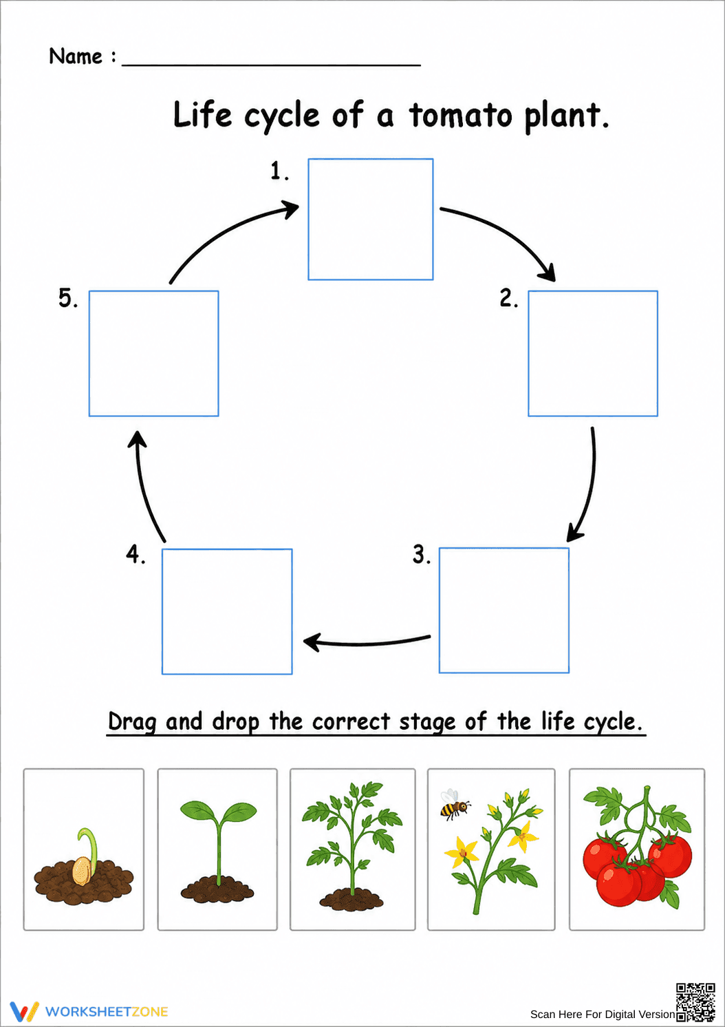 Grade 3 Tomato Life Cycle — Printable No-Prep Worksheet - Page 1