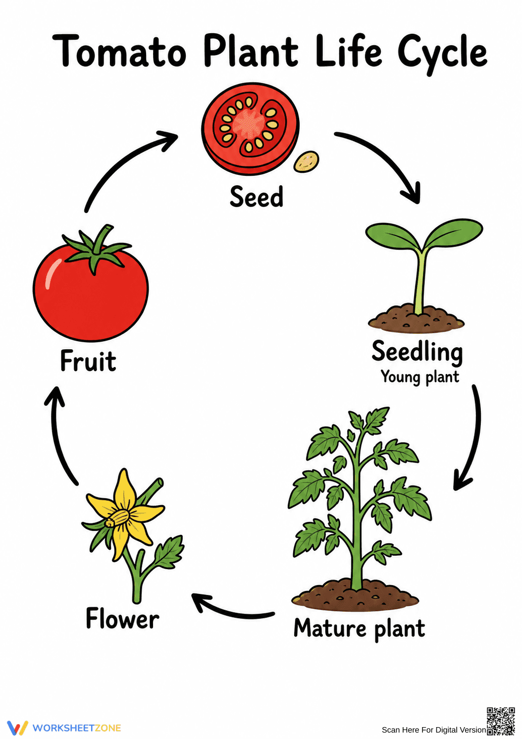 Tomato Plant Life Cycle Worksheet | Essential Grade 3 - Page 1