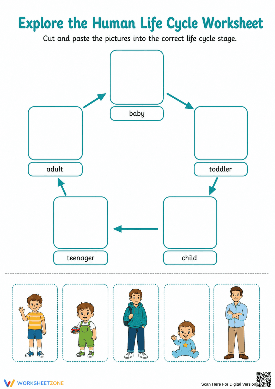 Grade 3 Human Life Cycle — Printable No-Prep Worksheet - Page 1
