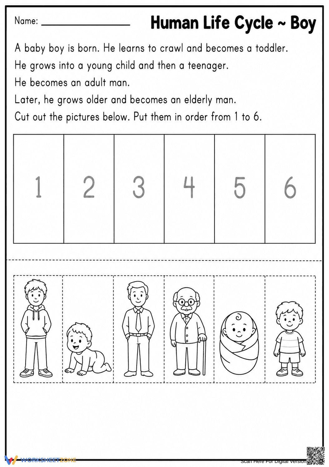 Grade 3 Human Life Cycle — Printable No-Prep Worksheet - Page 1