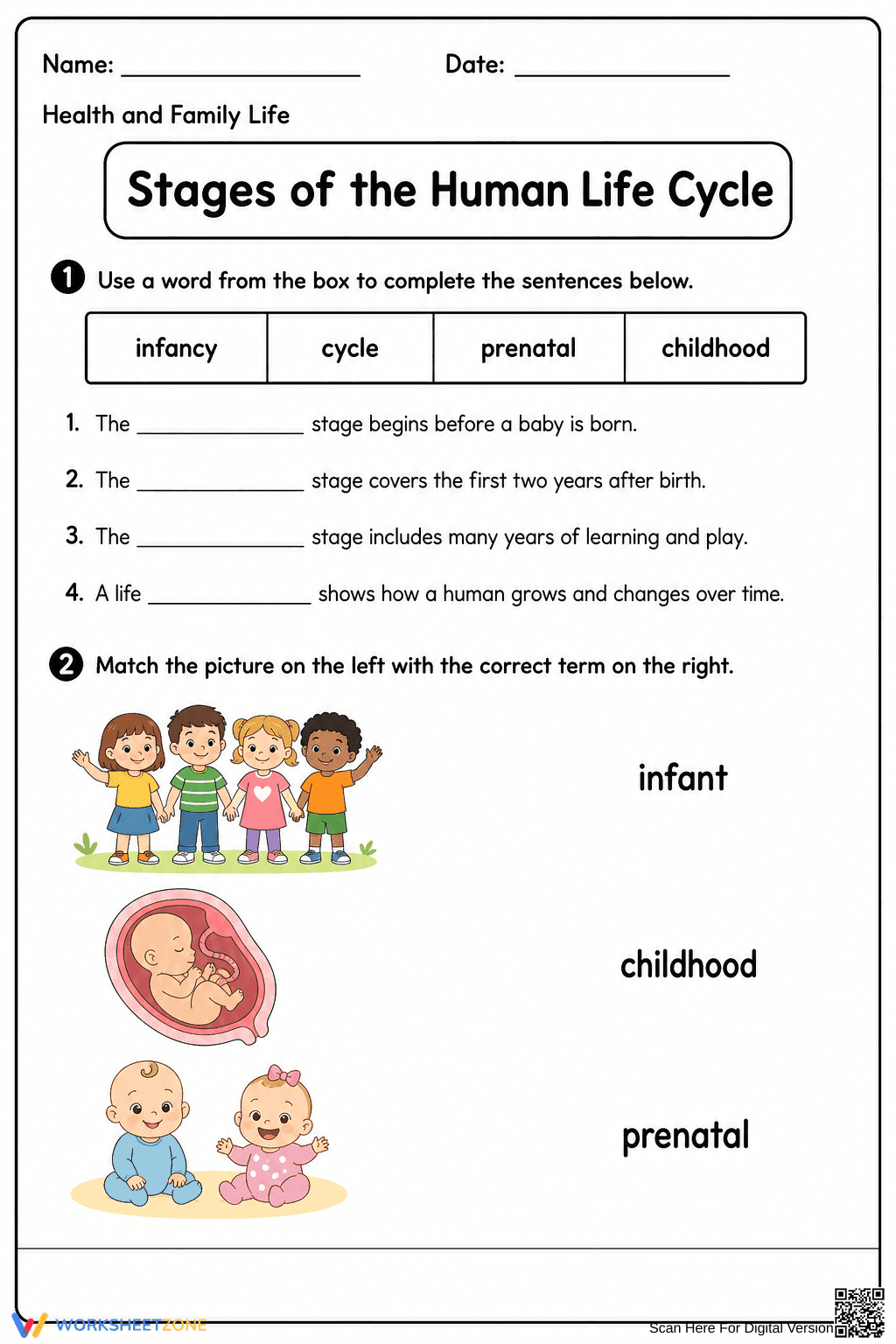 Human Life Cycle Worksheet | Grade 3 Printable - Page 1
