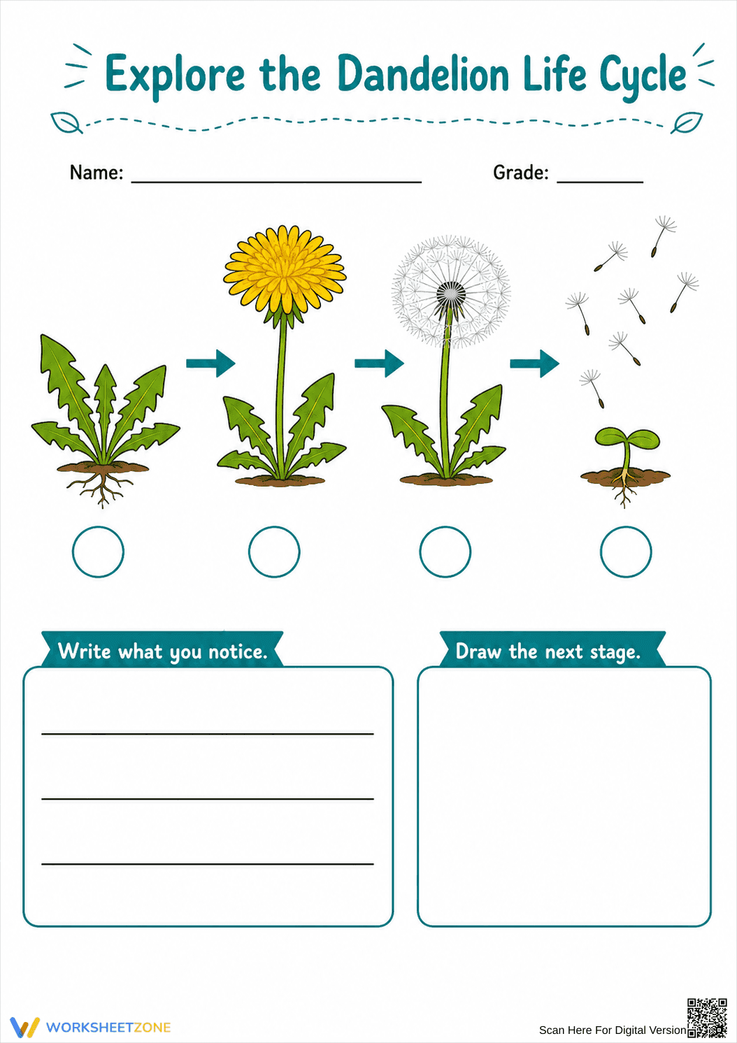 Grade 3 Dandelion Life Cycle — Printable No-Prep Worksheet - Page 1