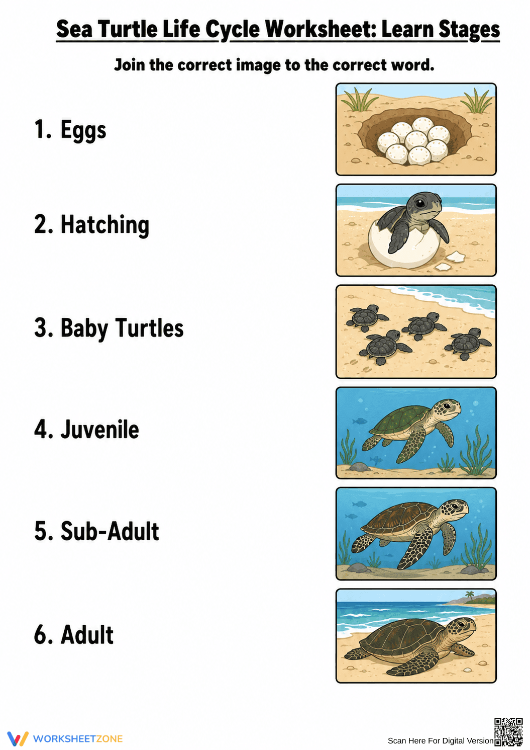 Sea Turtle Life Cycle Worksheet | Grade 3 Essential - Page 1