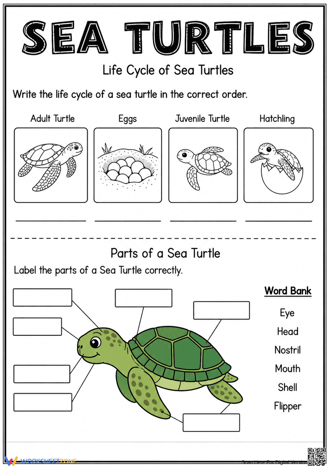 Grade 3 Sea Turtle Life Cycle — Printable No-Prep Worksheet - Page 1