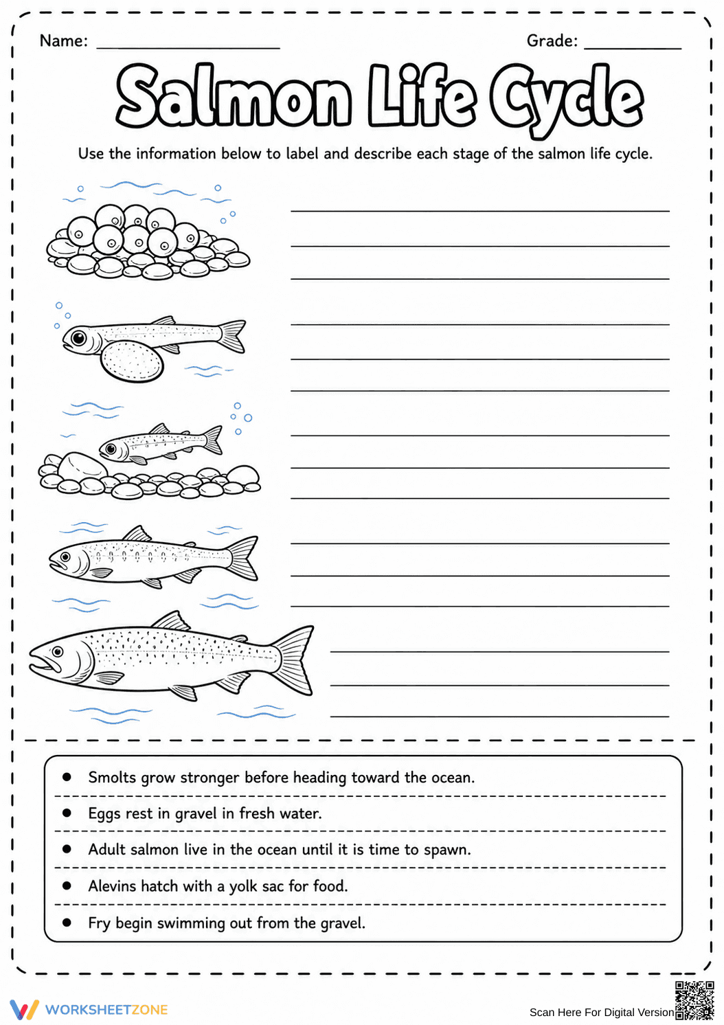 Grade 3 Salmon Life Cycle — Printable No-Prep Worksheet - Page 1