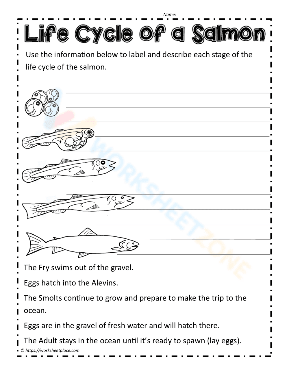 Salmon Life Cycle: Discover Aquatic Stages - Page 1