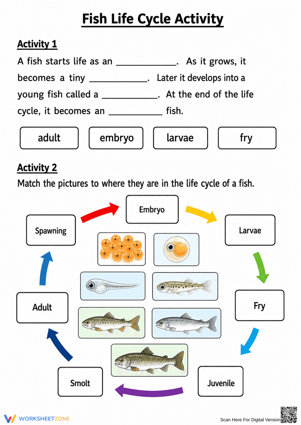 Fish Life Cycle Activity | Essential Grade 3 Science - Page 1