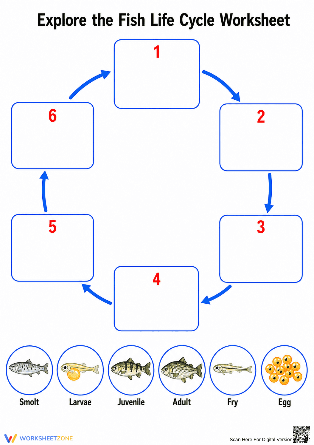 Essential Fish Life Cycle Worksheet | Grade 3 Science - Page 1