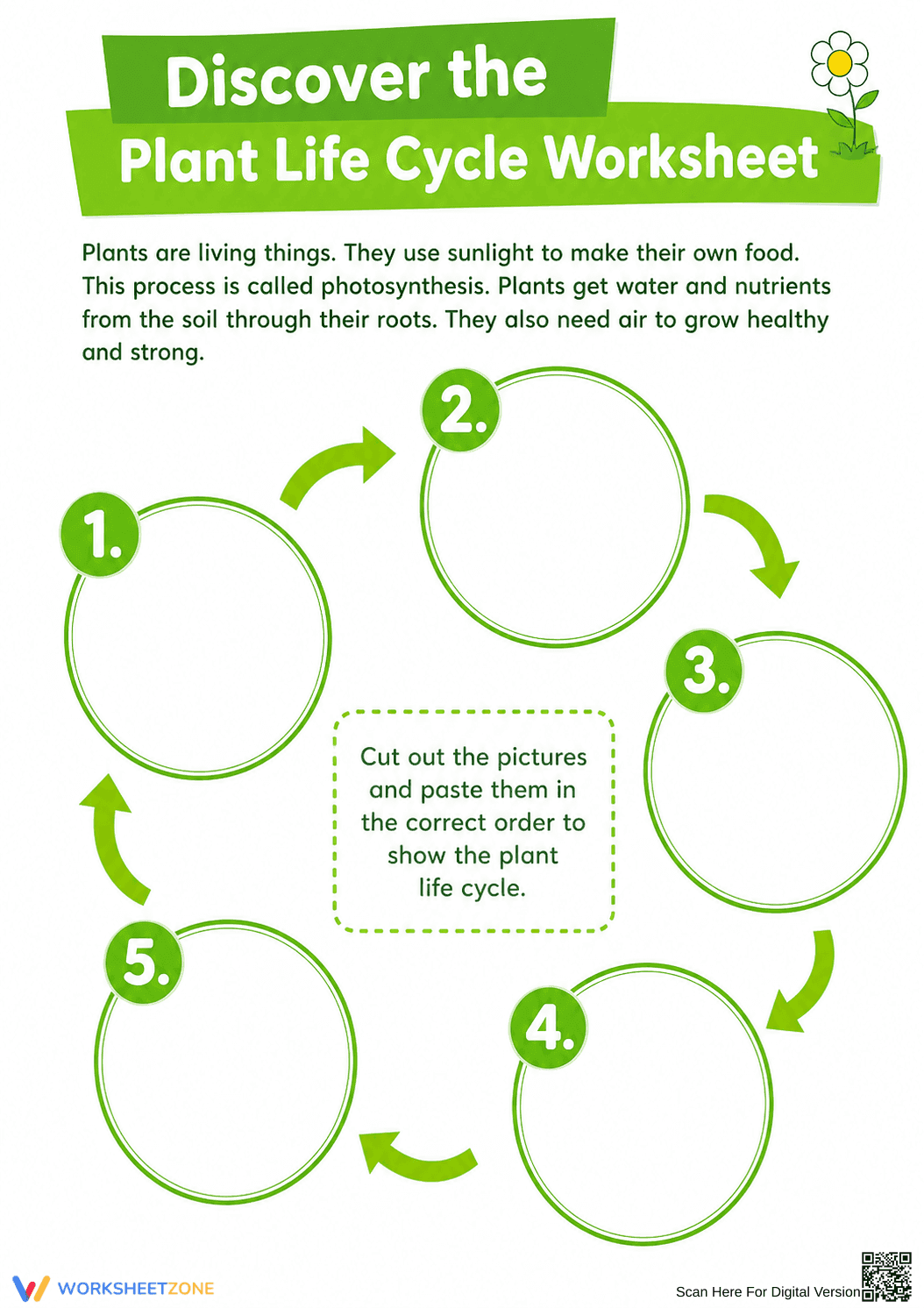Plant Life Cycle Worksheet | Grade 2 Essential - Page 1