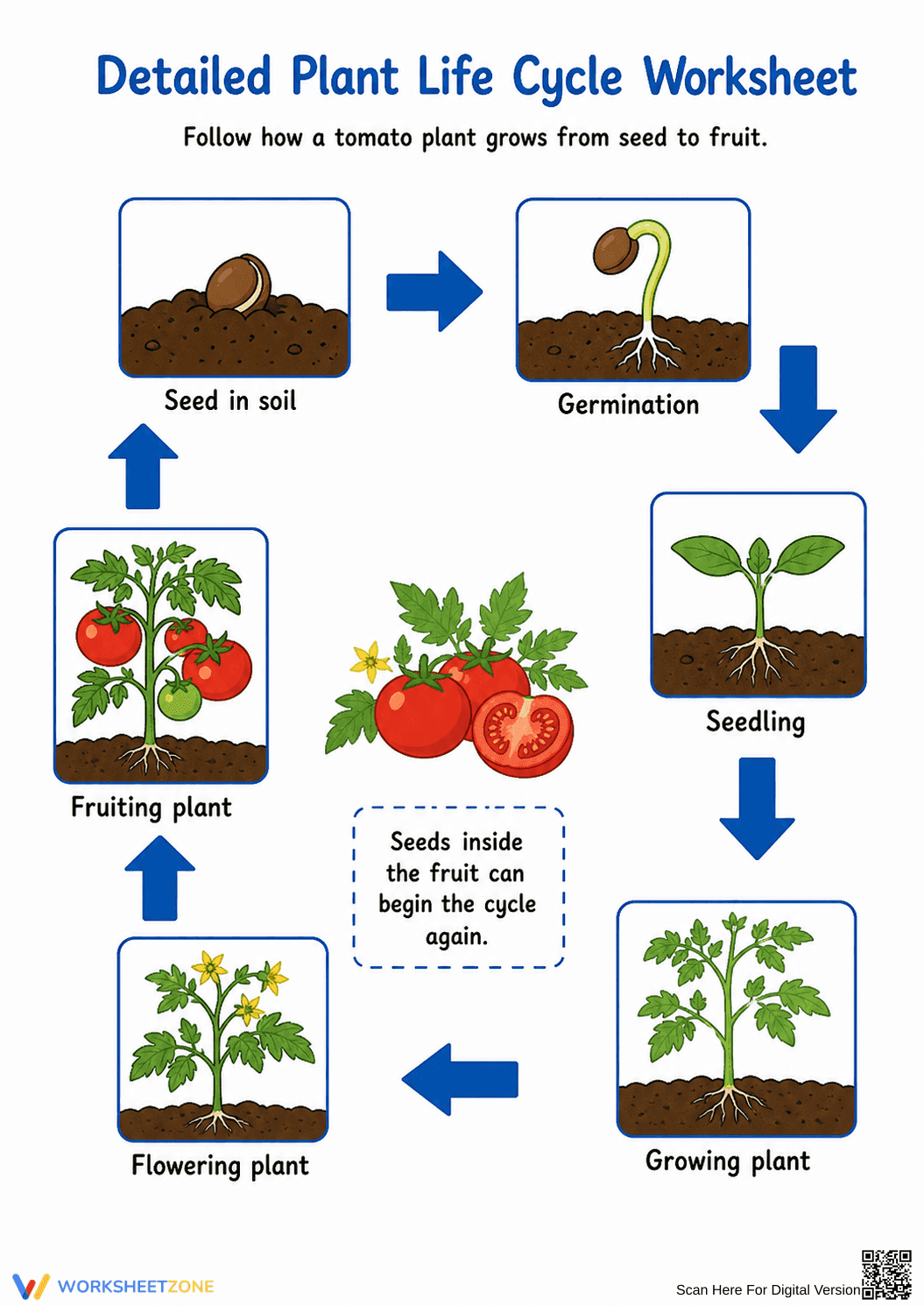 Essential Plant Life Cycle Worksheet | Grade 2 Science - Page 1