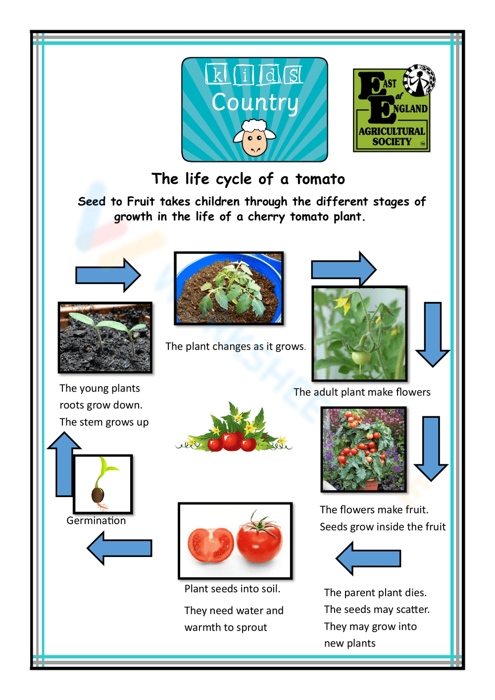 Detailed Plant Life Cycle Worksheet - Page 1