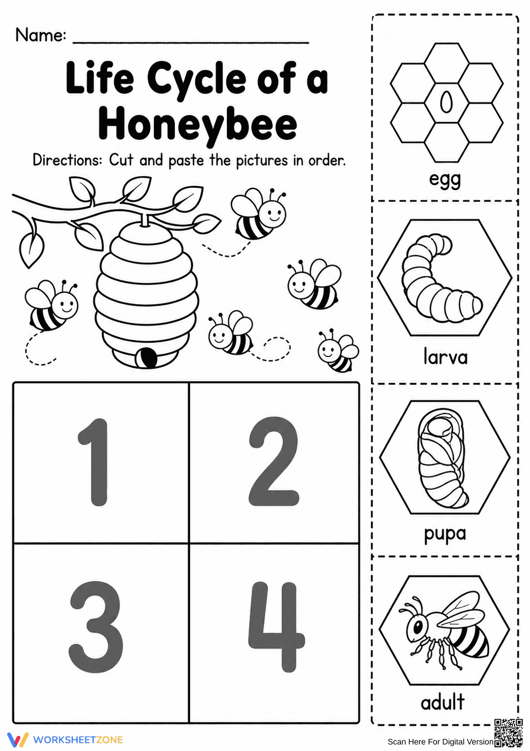 Grade 2 Honeybee Life Cycle — Printable No-Prep Worksheet - Page 1